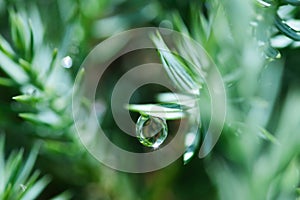 Bluegreen juniper needles and water drop with sun beam and refractions macro