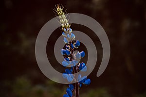 blueish abstract flowers stock photograph