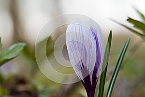 Blueish Crocus flower closeup photo