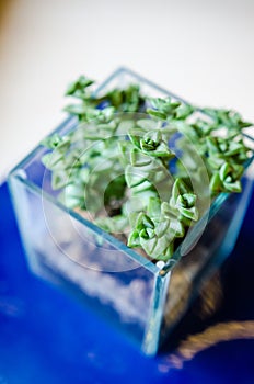 Blueish decorative Crassula plant in a glass pot photo
