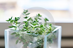 Blueish decorative Crassula plant in a glass pot