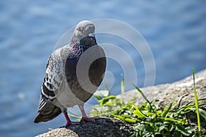 A blueish dove sits by a pond.