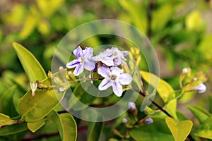 Blueish White flower