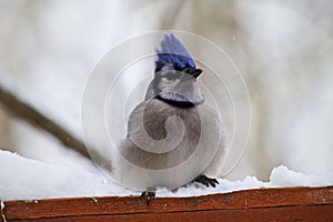 Bluejay