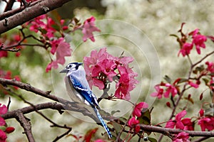 Bluejay 2