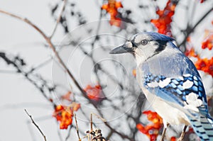 Bluejay