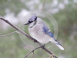 Bluejay