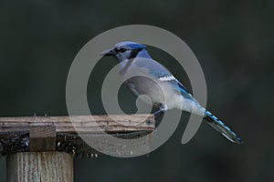 Bluejay