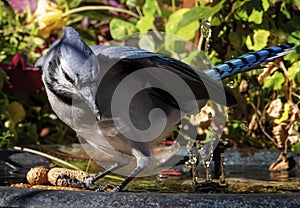 Bluejay arrives on the garden bird bath