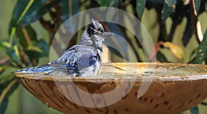 Bluejay bird enjoying a refreshing bath.