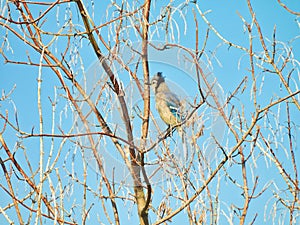 Bluejay Bird Perched in Bare Cherry Tree Blue Jay Showing Brilliant Blue Feathers on Wings