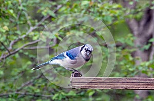 Bluejay bird posing for the camera