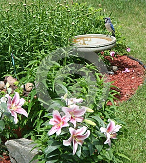 Bluejay on birdbath