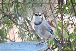 Bluejay at the birdbath