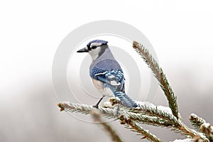 Bluejay on a branch