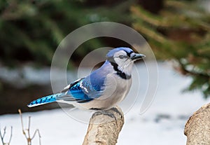 Bluejay on a branch