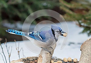 Bluejay on a branch