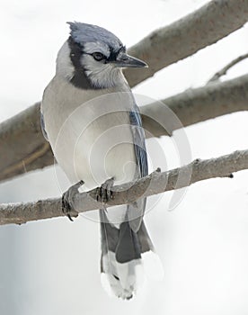 Bluejay on branch in winter