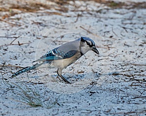 Bluejay Collecting Nest Lumber