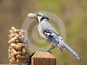 Bluejay eating a peanut
