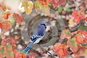 Bluejay and Fall Leaves