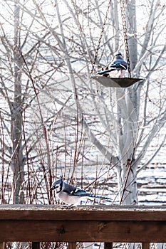 Bluejay feeding on birdseed in the late winter