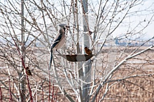 Bluejay feeding on birdseed in the late winter