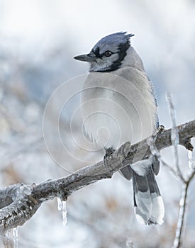 Bluejay on Icy tree