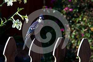 Bluejay looking at viewer