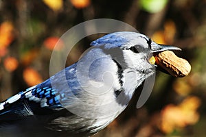 Bluejay with Peanut