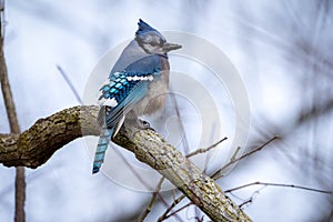 Bluejay Perched on a Branch