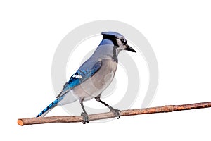 Bluejay perched on a branch