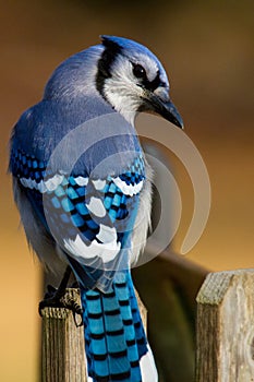 Bluejay perched on a fencepost