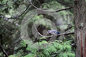 Bluejay perched on a tree branch