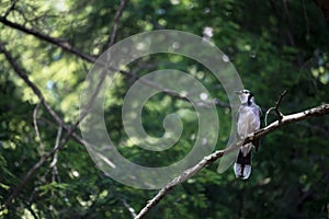 Bluejay perched on a tree branch