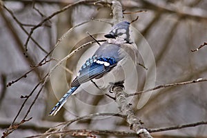 Bluejay perched on tree branch