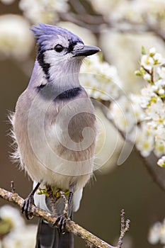 Bluejay Perching in a Plum Tree