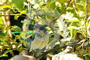 Bluejay Scrub Jay Glance 07