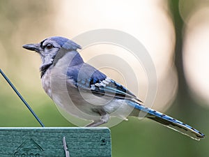 A bluejay sits on a feeder in Texas