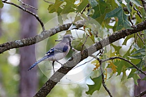 Bluejay on a Southern Red Oak