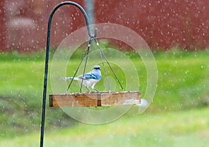 Bluejay standing on birdfeeder in rain