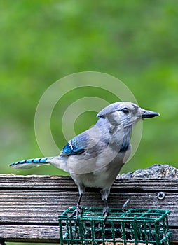Bluejay standing on a suet cage