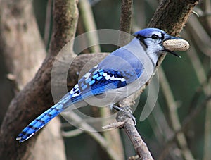 Bluejay