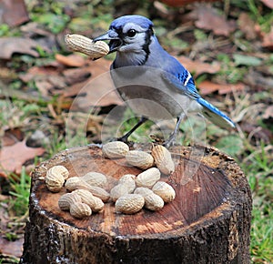 Bluejay