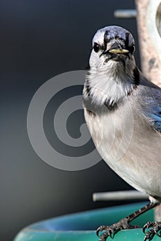 Bluejay with Sunflower in Beak