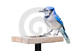 Bluejay On a Sunflower Seed Feeders