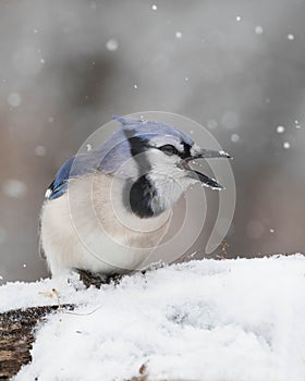 Bluejay Threat Display