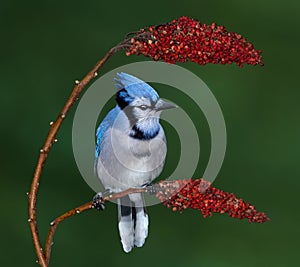 Bluejay between two Sumac blooms