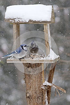 Bluejays on Backyard Feeder in Snowstorm