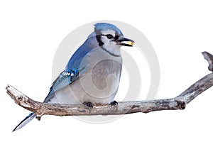 Bluejays Eats a Niblet of Corn
